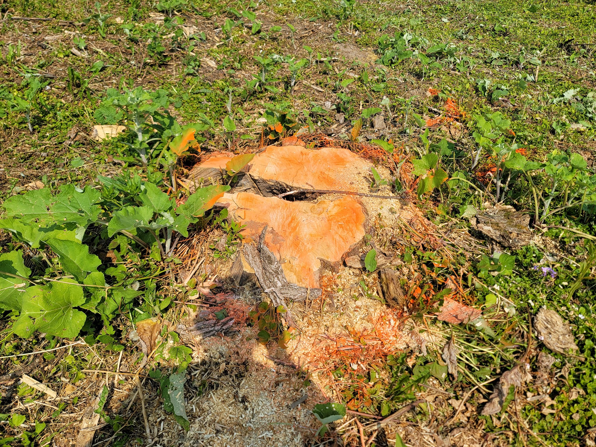 Stump removal in progress